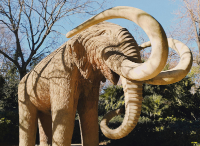 Photo d'un éléphant réalisée par Aaron  Porras (Pexels)